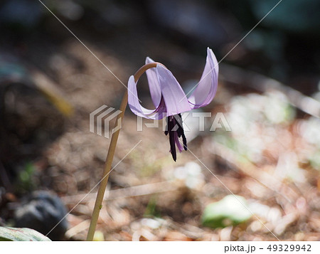 カタクリの花（埼玉県深谷市） 49329942