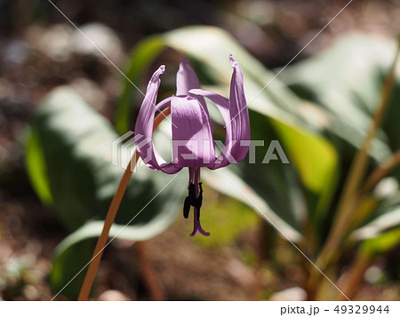 カタクリの花（埼玉県深谷市） 49329944