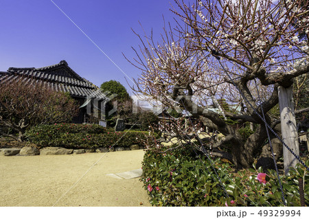 岡山　倉敷市児島　下津井　祇園神社　境内　梅　椿 49329994
