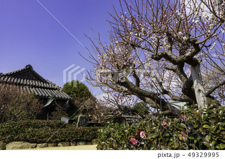 岡山　倉敷市児島　下津井　祇園神社　境内　梅　椿 49329995