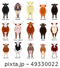 牛の種類　全身　名前 49330022