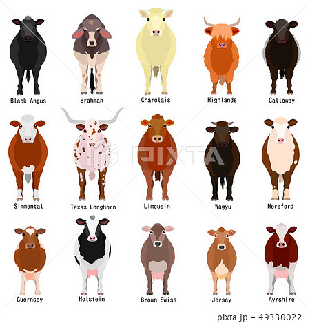 牛の種類 全身 名前のイラスト素材