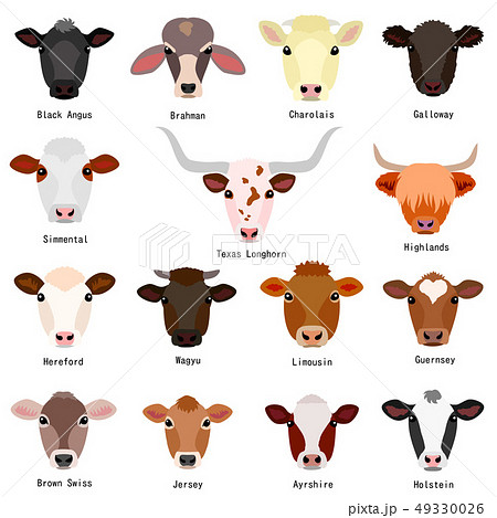 牛の種類 顔 名前のイラスト素材