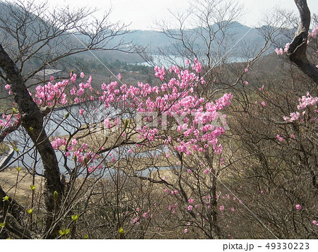 躑躅 つつじ (アカヤシオ)/群馬県赤城山 躑躅 つつじ (アカヤシオ)/群馬県赤城山 49330223