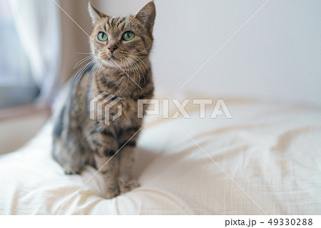 くつろぐねこ 49330288