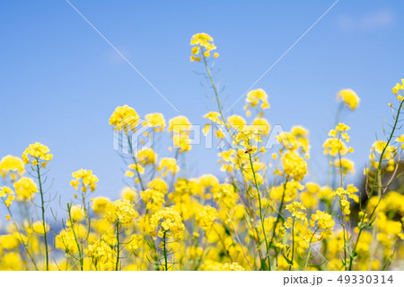 春の優しい青空と菜の花 49330314