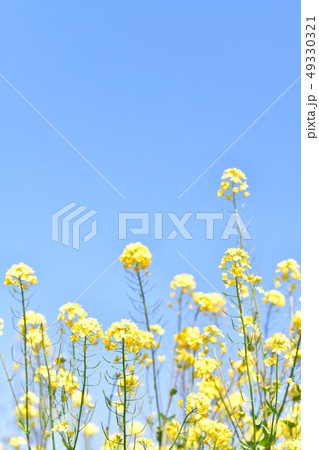 春の優しい青空と菜の花 49330321