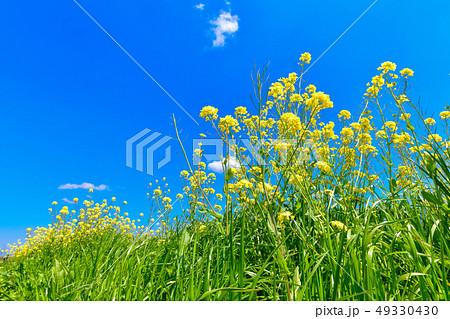 春の優しい青空と菜の花 春の優しい青空と菜の花 49330430