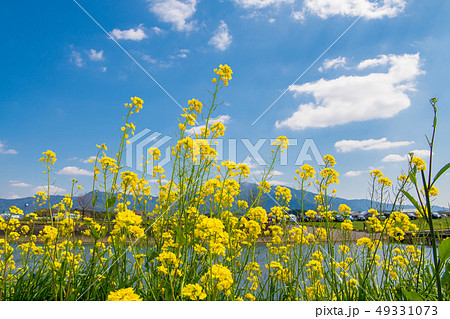 春の遠賀川と菜の花【福岡県】 春の遠賀川と菜の花【福岡県】 49331073