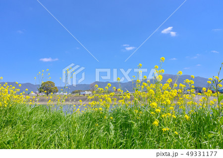 春の遠賀川と菜の花【福岡県】 春の遠賀川と菜の花【福岡県】 49331177