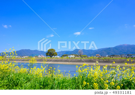 春の遠賀川と菜の花【福岡県】 春の遠賀川と菜の花【福岡県】 49331181