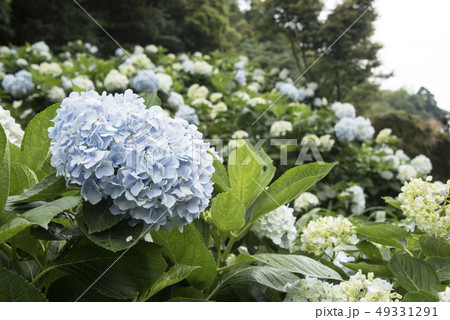紫陽花 アジサイ あじさい 49331291
