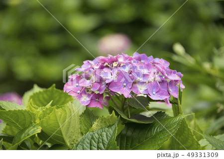 紫陽花 アジサイ あじさい 49331309
