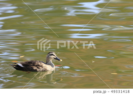 カルガモ 49331418