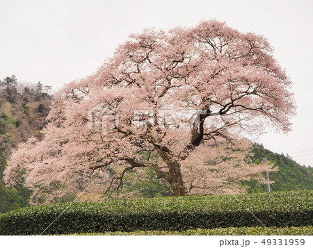 満開の水目桜 満開の水目桜 49331959
