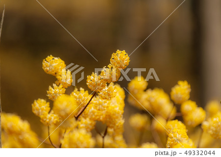 ミツマタの花 49332044