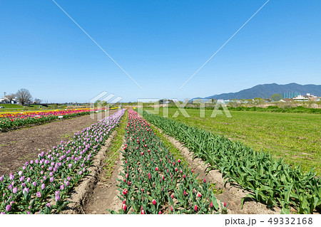 遠賀川河川敷のチューリップ畑【福岡県】 49332168