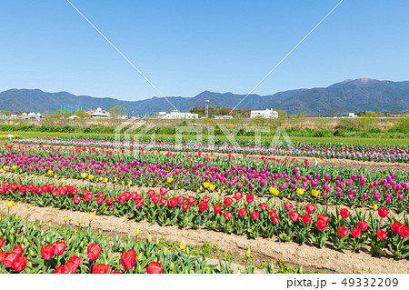 遠賀川河川敷のチューリップ畑【福岡県】 49332209