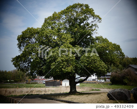 乙巳の変と槻の木 乙巳の変と槻の木 49332409