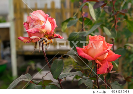 buds of scarlet, drying roses in the flower beds buds of scarlet, drying roses in the flower beds 49332543
