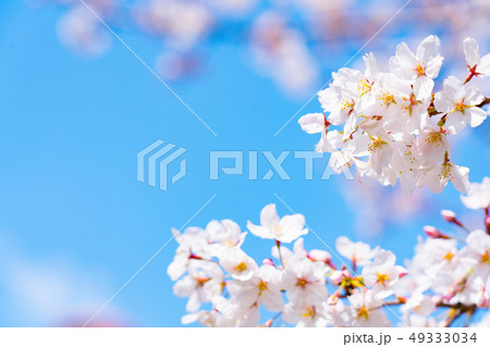 桜 49333034