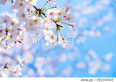 桜 桜 49333038