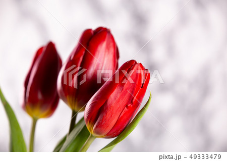 Three red tulips on a light background. 49333479