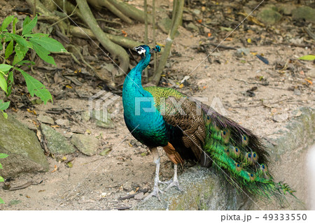 Beautiful peacocks in a wild 49333550