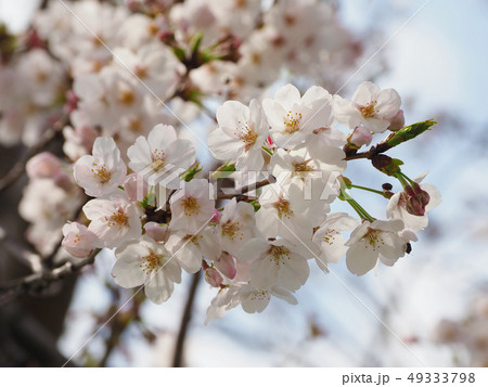 サクラ（自然質感） 49333798