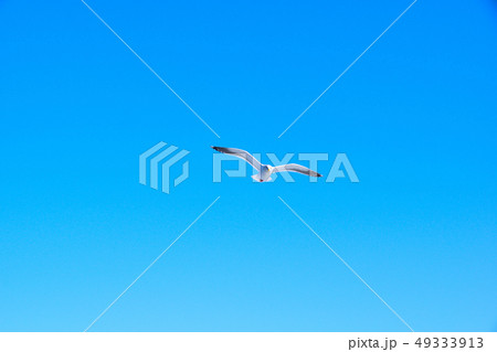 かもめ かもめ 49333913