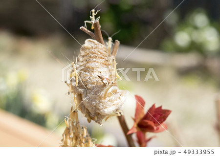 カマキリの孵化 49333955