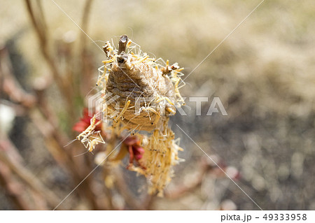 カマキリの孵化 49333958