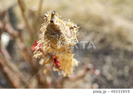 カマキリの孵化 49333959