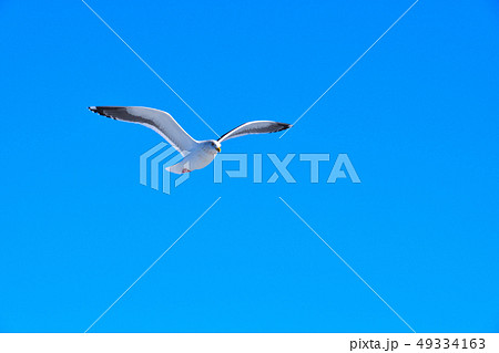 かもめ かもめ 49334163