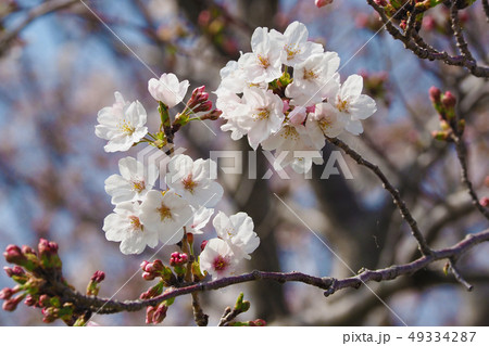 サクラ(自然質感) サクラ(自然質感) 49334287