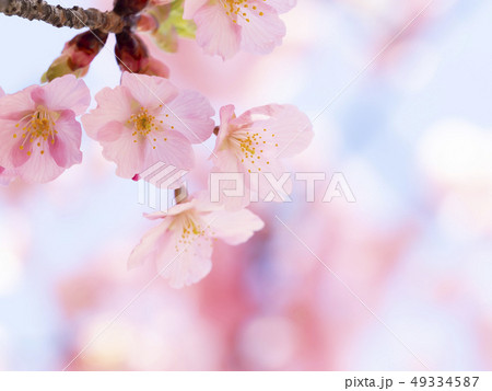 さくら・アップ さくら・アップ 49334587