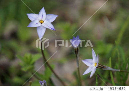 ハナニラ 49334682
