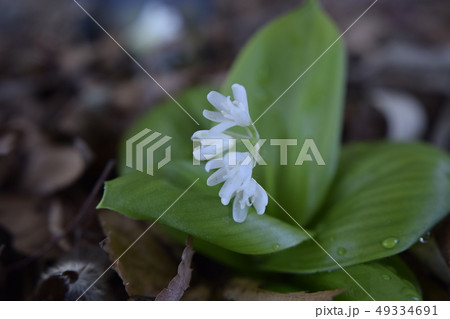 ツバメオモト 49334691