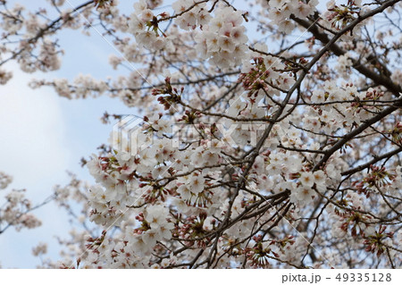 鶴見川周辺　桜　風景 49335128