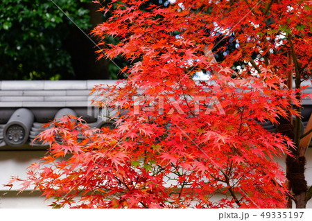 塀　もみじ　紅葉　白壁　瓦 49335197