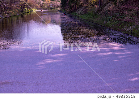 青森　弘前城の花筏　お濠に浮かんだ桜の花びら　観光船 49335518
