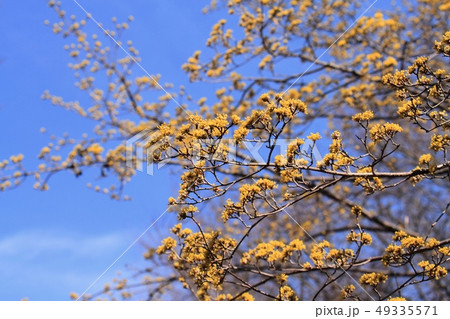 サンシュユ サンシュユ 49335571