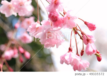 八重紅枝垂 49335572