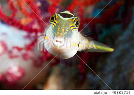 ハナキンチャクフグ 49335712