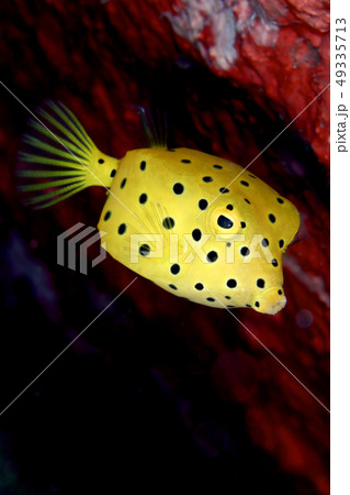 ミナミハコフグの幼魚 ミナミハコフグの幼魚 49335713