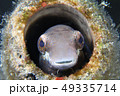 ニジギンポ 49335714