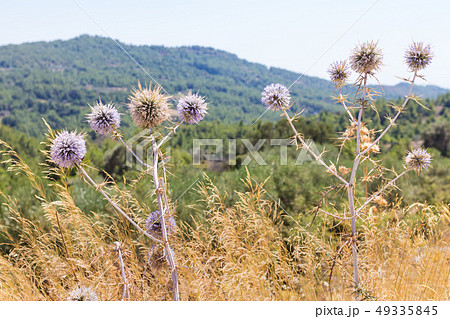 Dried thistle with spines in autumn 49335845