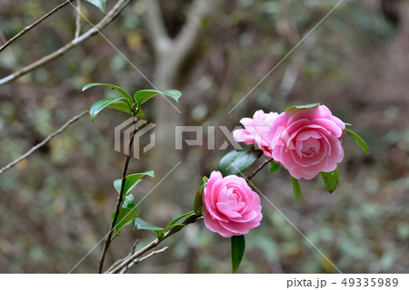 乙女椿 乙女椿 49335989