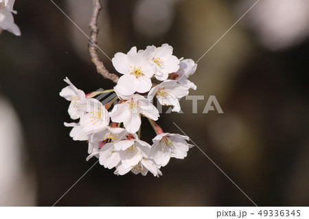 桜 49336345