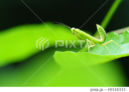 ハラビロカマキリの幼虫 49336355